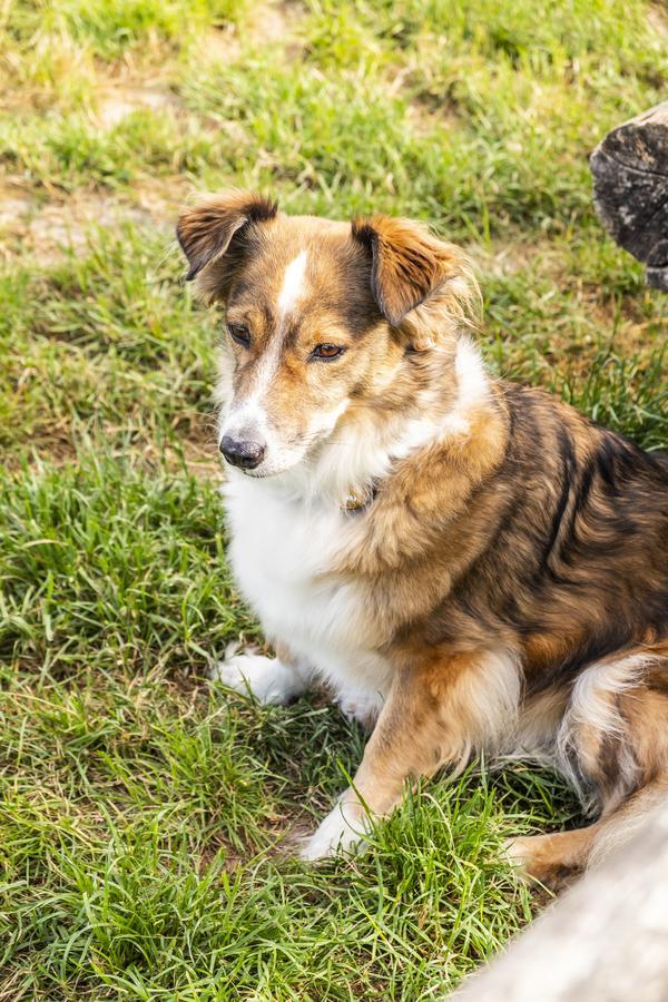 Hotel, Restaurant, Cafe Pharisaeerhof - Nordseeurlaub Mit Hund Nordstrand Exteriér fotografie