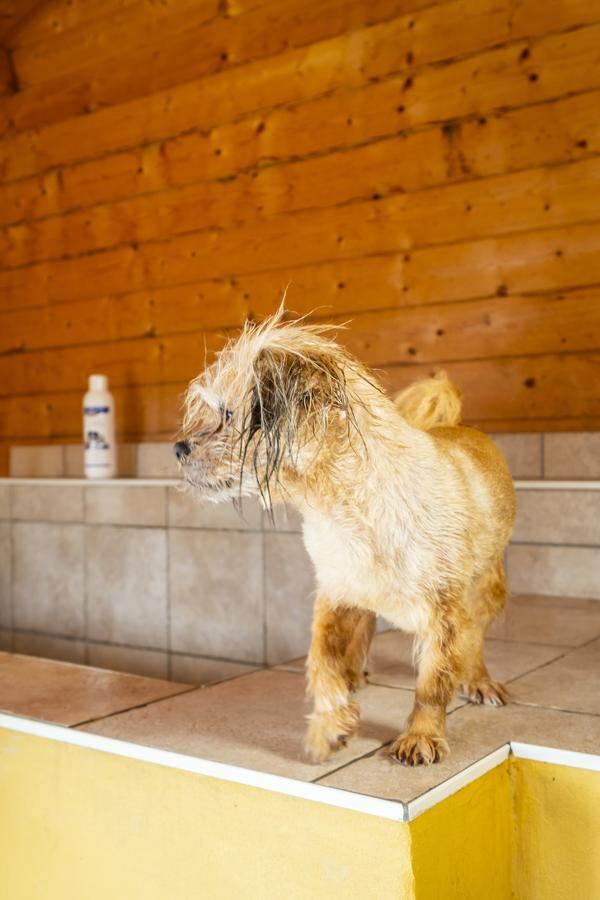 Hotel, Restaurant, Cafe Pharisaeerhof - Nordseeurlaub Mit Hund Nordstrand Exteriér fotografie
